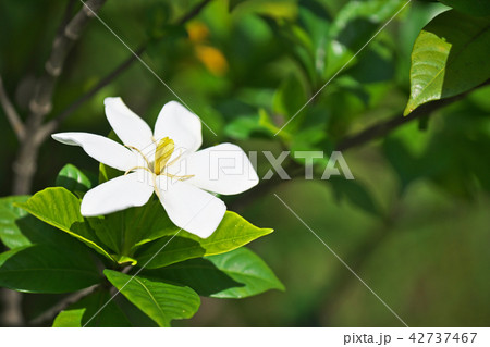 白いクチナシの花 42737467