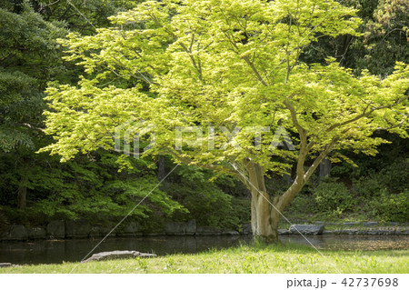 春の公園 春の公園 42737698