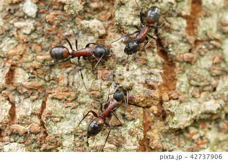 アリ アリ 42737906