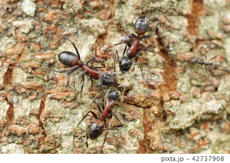 アリ アリ 42737908