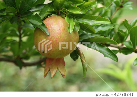 ザクロ 果実 ザクロ 果実 42738841