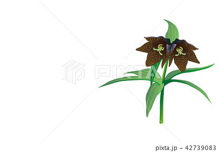 都道府県の花石川クロユリ 42739083