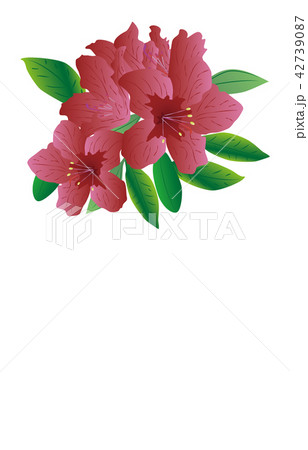 都道府県の花静岡ツツジ 都道府県の花静岡ツツジ 42739087
