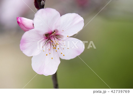 アーモンドの花 42739769