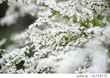雪柳 42739773