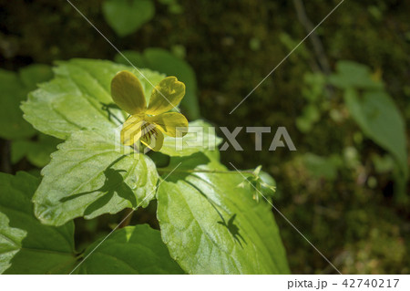 黄色いスミレ　 42740217