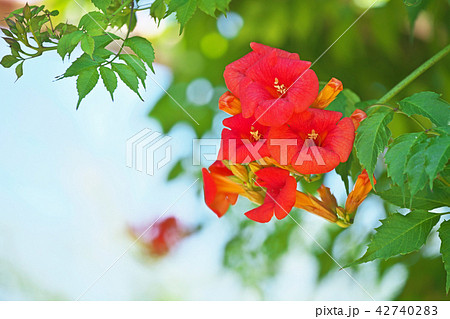 オレンジ色のノウゼンカズラの花の写真素材