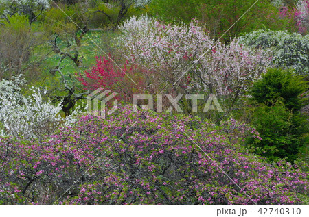 花桃の花 42740310
