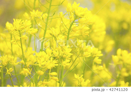 水菜の花 42741120