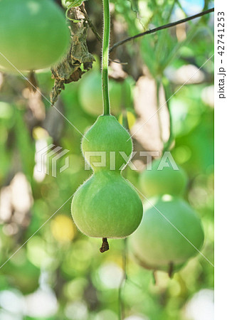 ヒョウタンの実 42741253