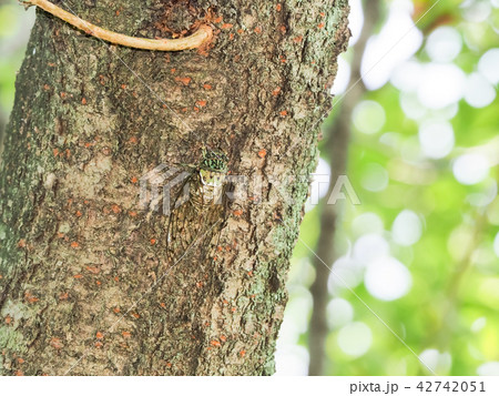 ミンミンゼミ 42742051