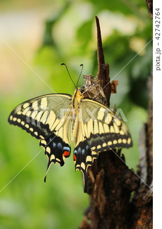羽化したばかりのキアゲハ 42742764