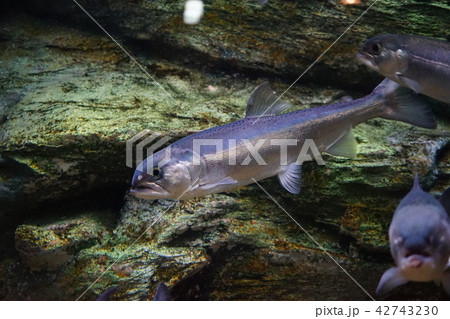青森の旅浅虫水族館 42743230