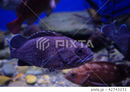 青森の旅浅虫水族館 青森の旅浅虫水族館 42743231