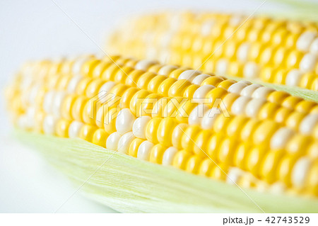 とうもろこし 42743529