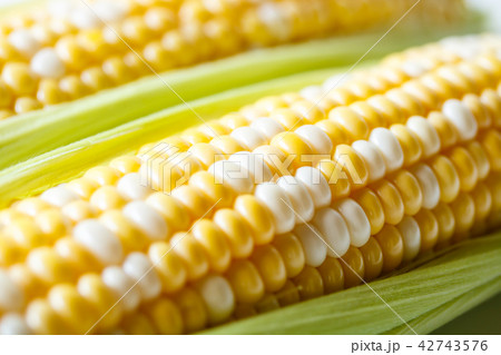 とうもろこし 42743576