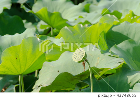 ハスの花托 42743655