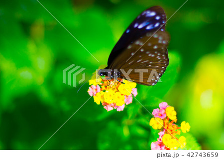 蜜を吸うツマムラサキマダラ 蜜を吸うツマムラサキマダラ 42743659