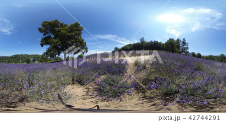 ラベンダー畑（360°VR素材） 42744291