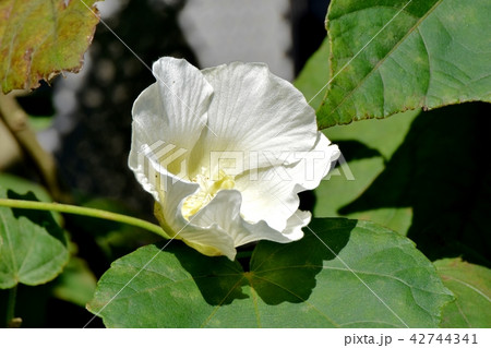 三鷹中原に咲くムクゲ 三鷹中原に咲くムクゲ 42744341