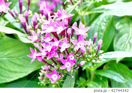 三鷹中原に咲くペンタス 三鷹中原に咲くペンタス 42744342