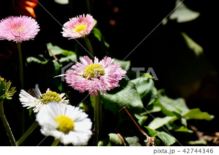 三鷹中原に咲くピンクのデイジー(ヒナギク) 三鷹中原に咲くピンクのデイジー(ヒナギク) 42744346