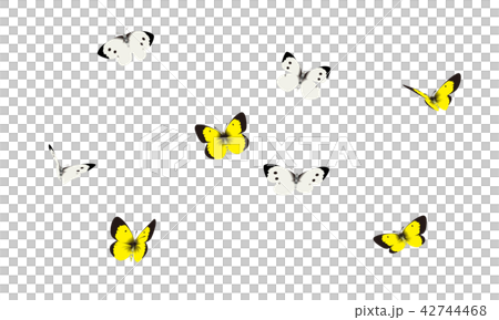 モンシロチョウ、モンキチョウ 42744468