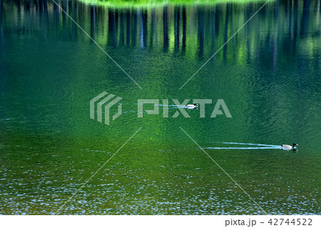 新緑の御射鹿池 新緑の御射鹿池 42744522