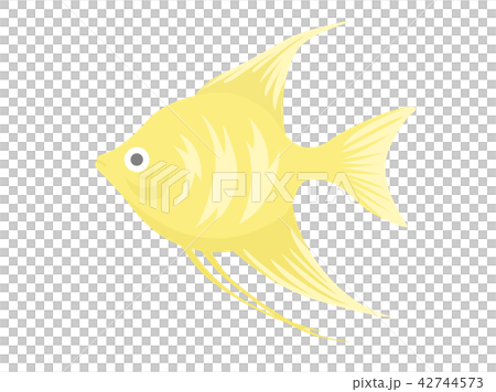 Tropical fish 42744573