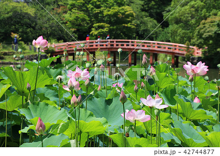 白水阿弥陀堂の古代ハス(福島県・いわき市) 白水阿弥陀堂の古代ハス(福島県・いわき市) 42744877