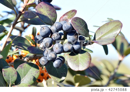 三鷹中原になるシャリンバイの黒い実 三鷹中原になるシャリンバイの黒い実 42745088
