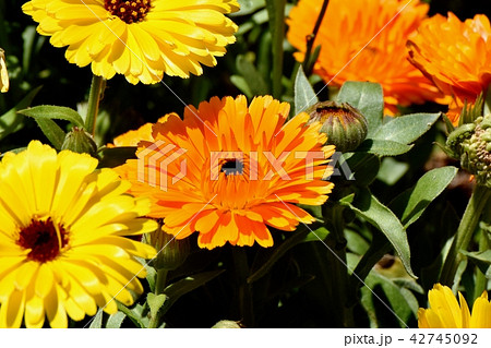 三鷹中原に咲くオレンジ色のキンセンカ 42745092