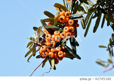 三鷹中原になるピラカンサ(タチバナモドキ) 三鷹中原になるピラカンサ(タチバナモドキ) 42745180