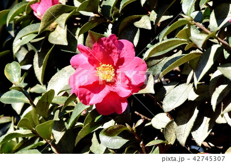 三鷹中原に咲く濃ピンクのヤブツバキ（ツバキ） 42745307
