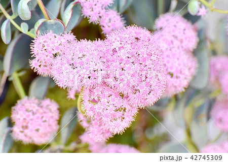 三鷹中原に咲くミセバヤ 三鷹中原に咲くミセバヤ 42745309