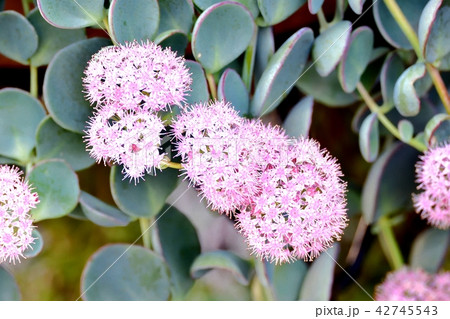 三鷹中原に咲くミセバヤ 三鷹中原に咲くミセバヤ 42745543