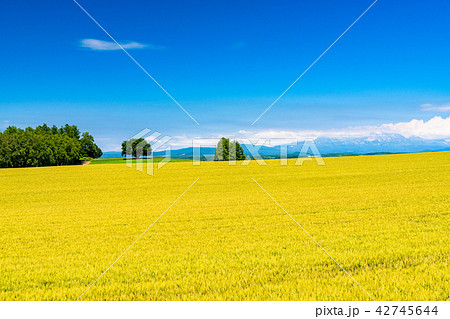 《北海道》美瑛・田園風景 《北海道》美瑛・田園風景 42745644