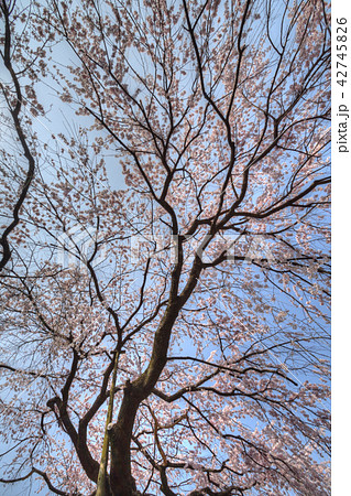 有栖川宮旧邸の桜 42745826