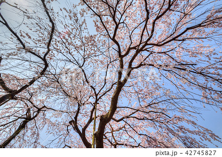有栖川宮旧邸の桜 42745827