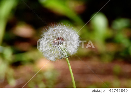 三鷹中原に咲くセイヨウタンポポの冠毛(ワタゲ) 三鷹中原に咲くセイヨウタンポポの冠毛(ワタゲ) 42745849