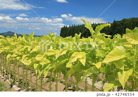 タバコの葉 タバコの葉 42746554