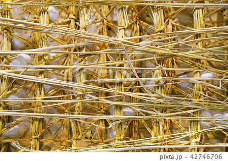 カイコの繭づくり（営繭） 42746706