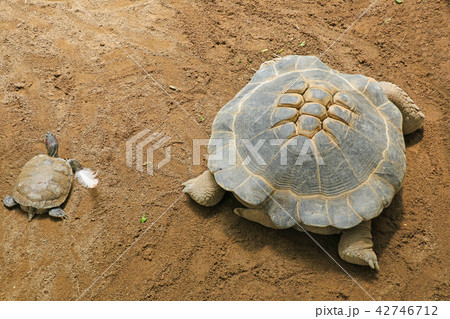 リクガメ（ケズメリクガメ） 42746712