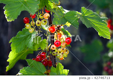 フサスグリ（房酸塊） 42746713