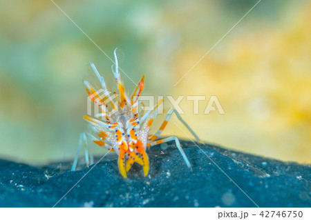 トゲツノメエビ トゲツノメエビ 42746750