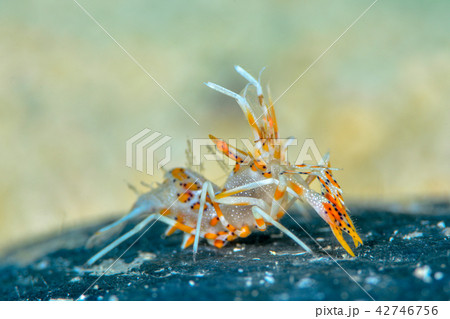 トゲツノメエビ トゲツノメエビ 42746756