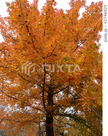 楓紅葉 42746925