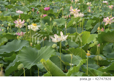 蓮 花 蓮の葉 42747920