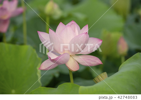 蓮 花 植物 42748083