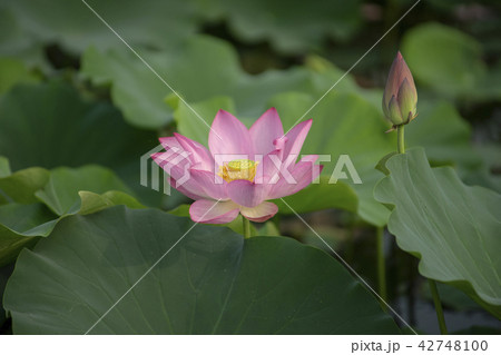 グァンゴクジ 花 蓮の葉 42748100